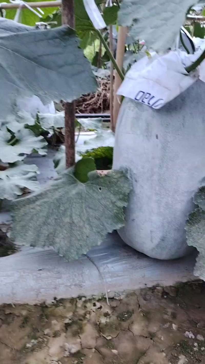 银辉冬瓜