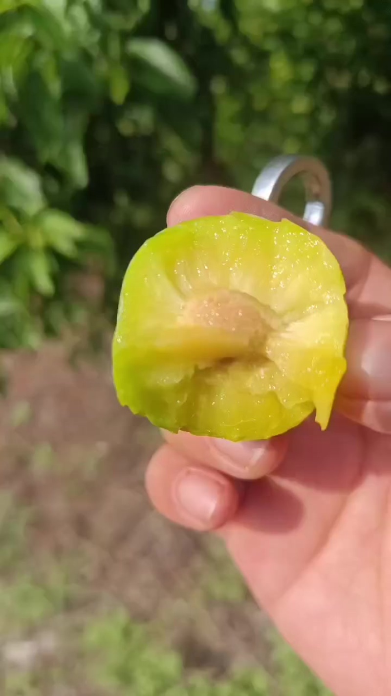 蜂糖李