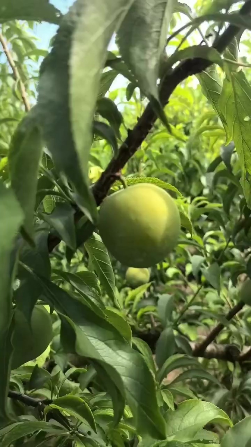 蜂糖李
