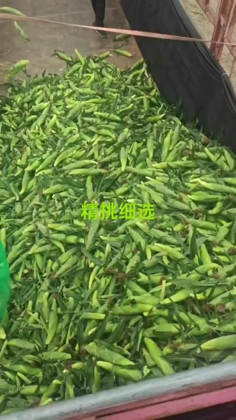 水果玉米