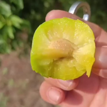 蜂糖李