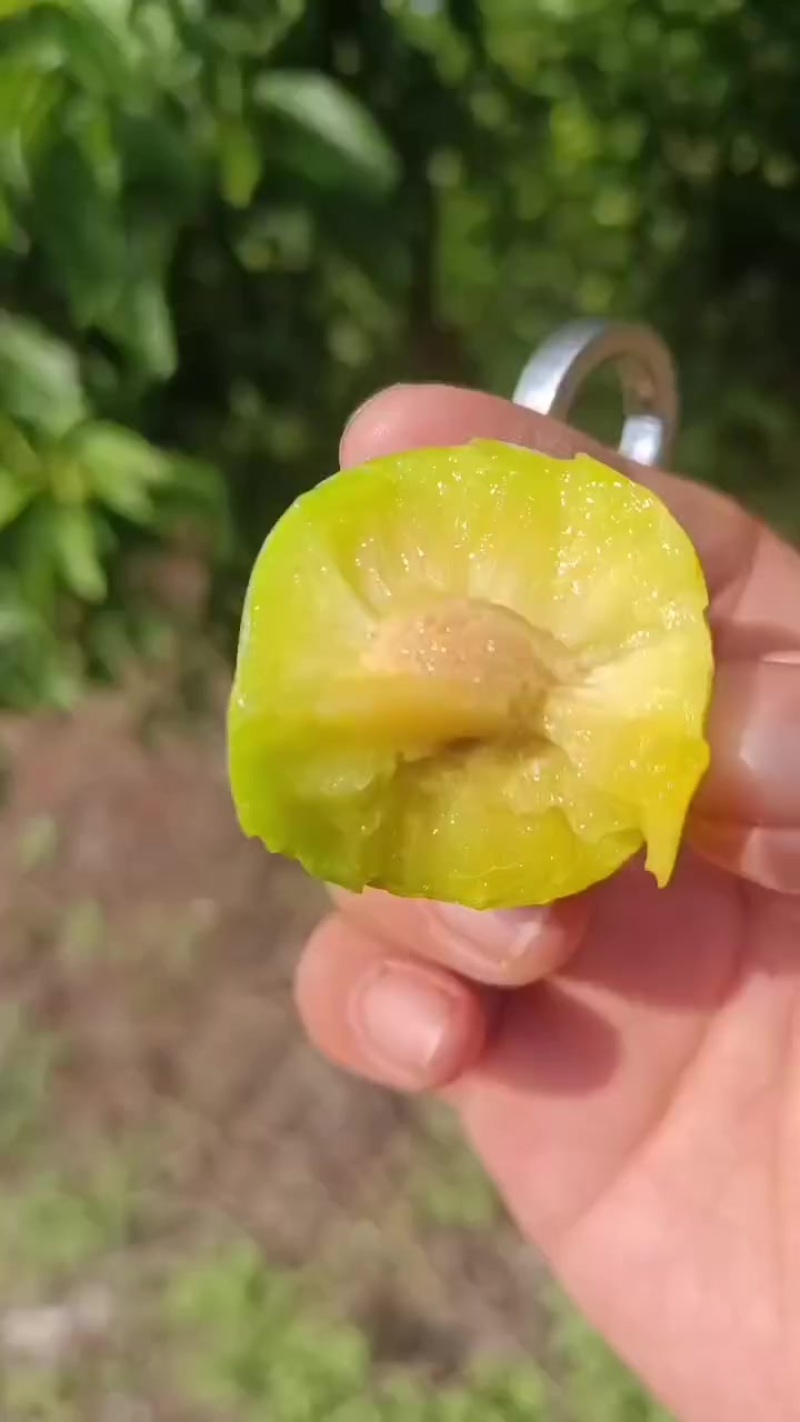 蜂糖李