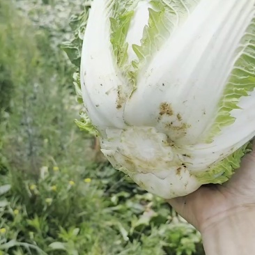 大白菜