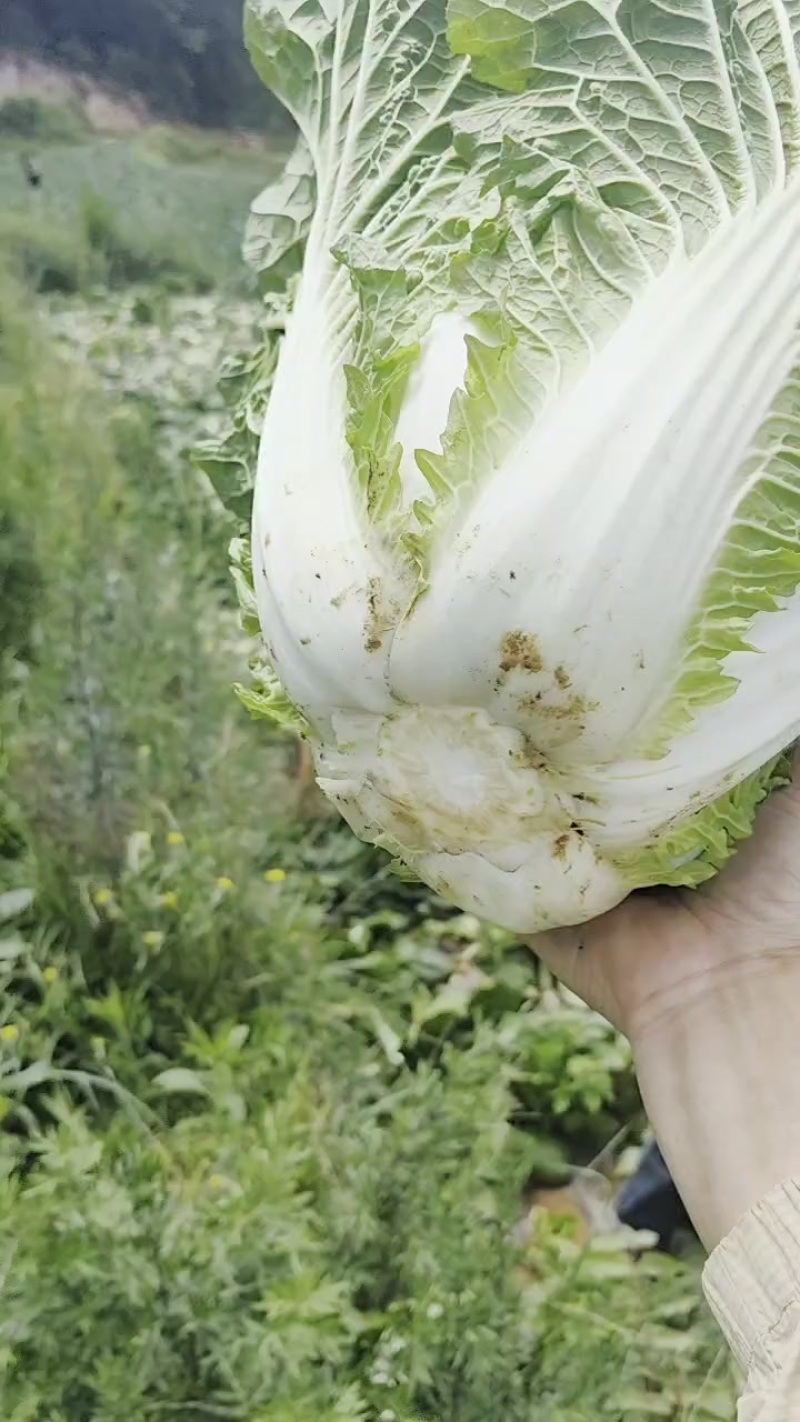 大白菜