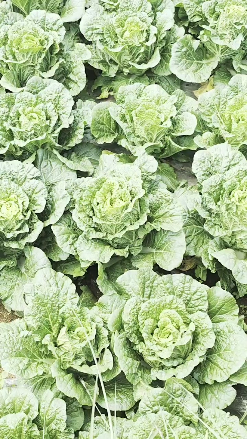 大白菜
