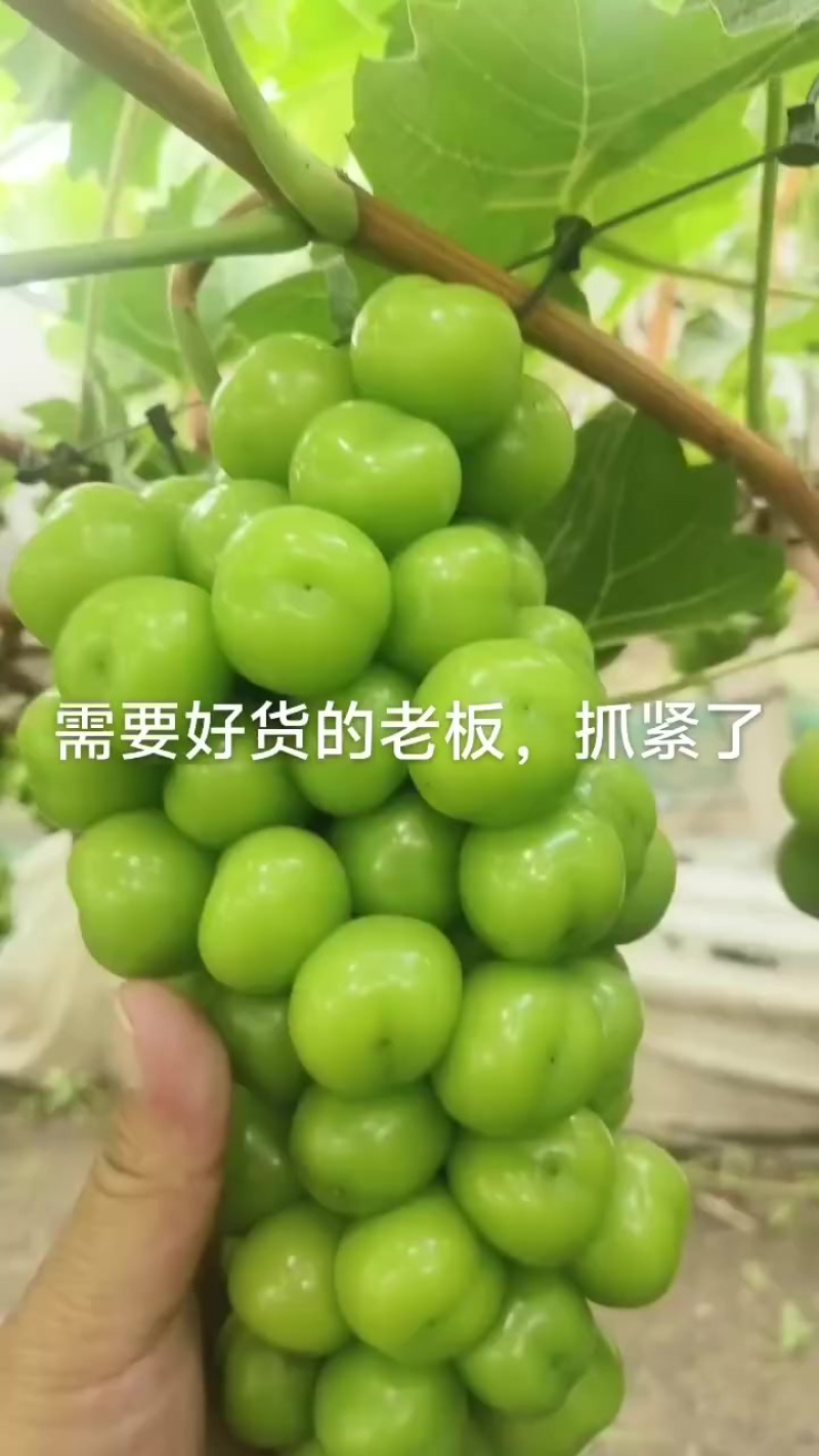 精品阳光玫瑰开始了