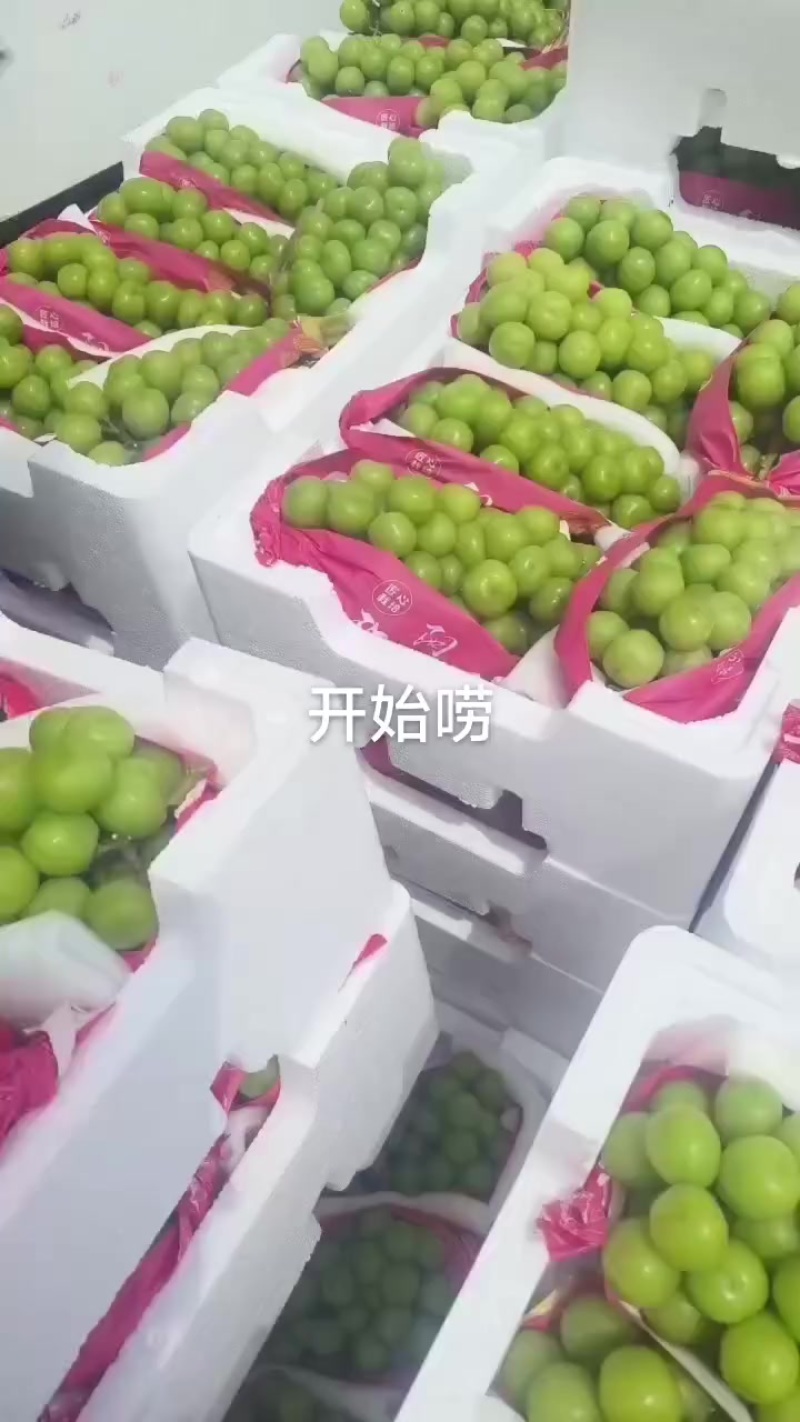 精品阳光玫瑰开始了