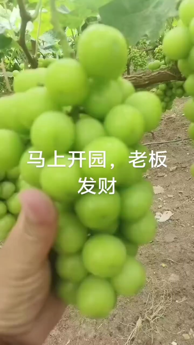 精品阳光玫瑰开始了