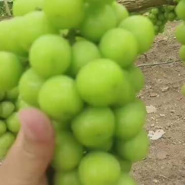 精品阳光玫瑰开始了