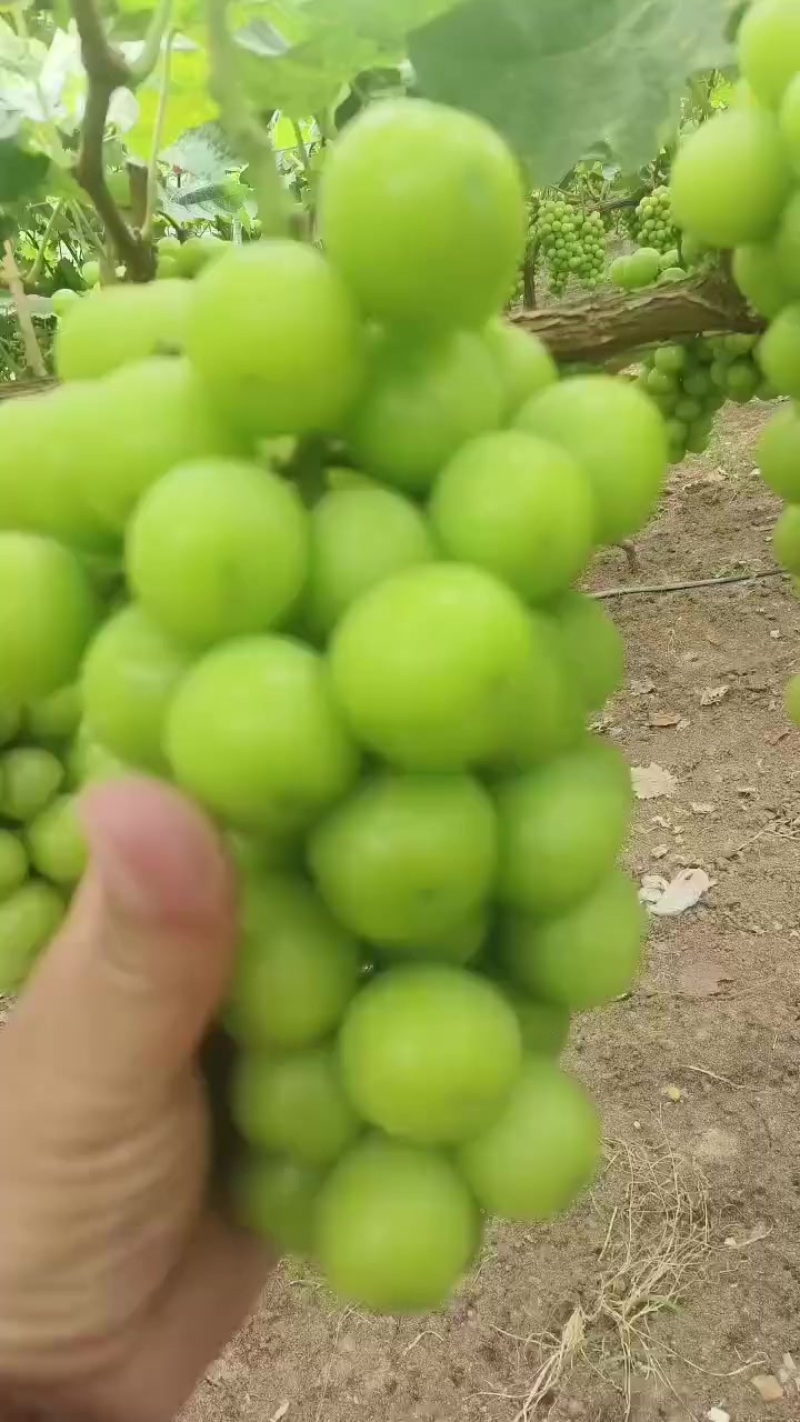 精品阳光玫瑰开始了