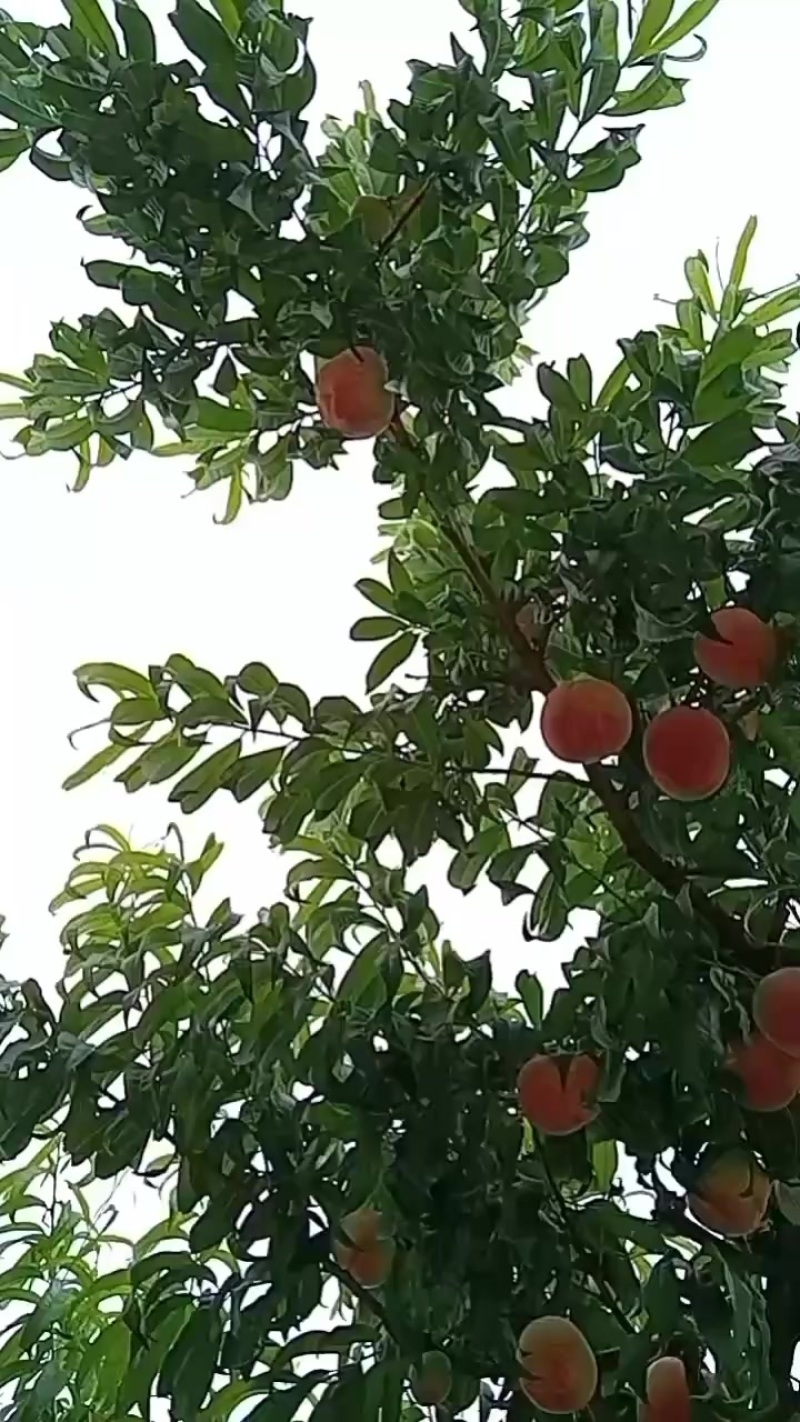 精红大量下树，欢迎各位老板前来合作