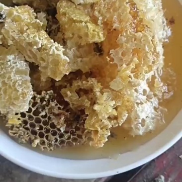 土蜂蜜