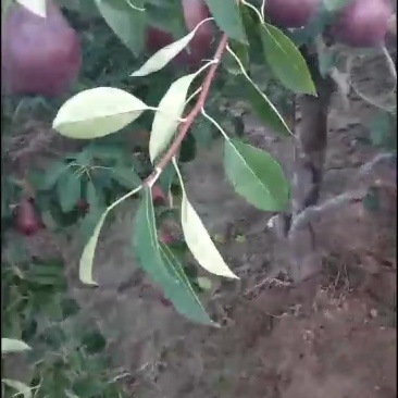 红啤梨成熟了，可以预订了