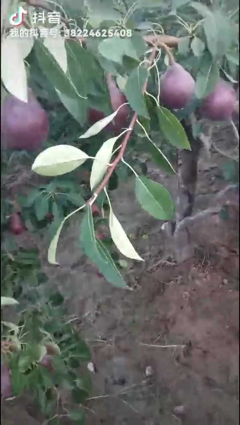红啤梨成熟了，可以预订了