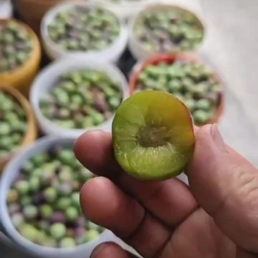 云南半边红上市了，欢迎各界批发商订购，本人专业半边红办
