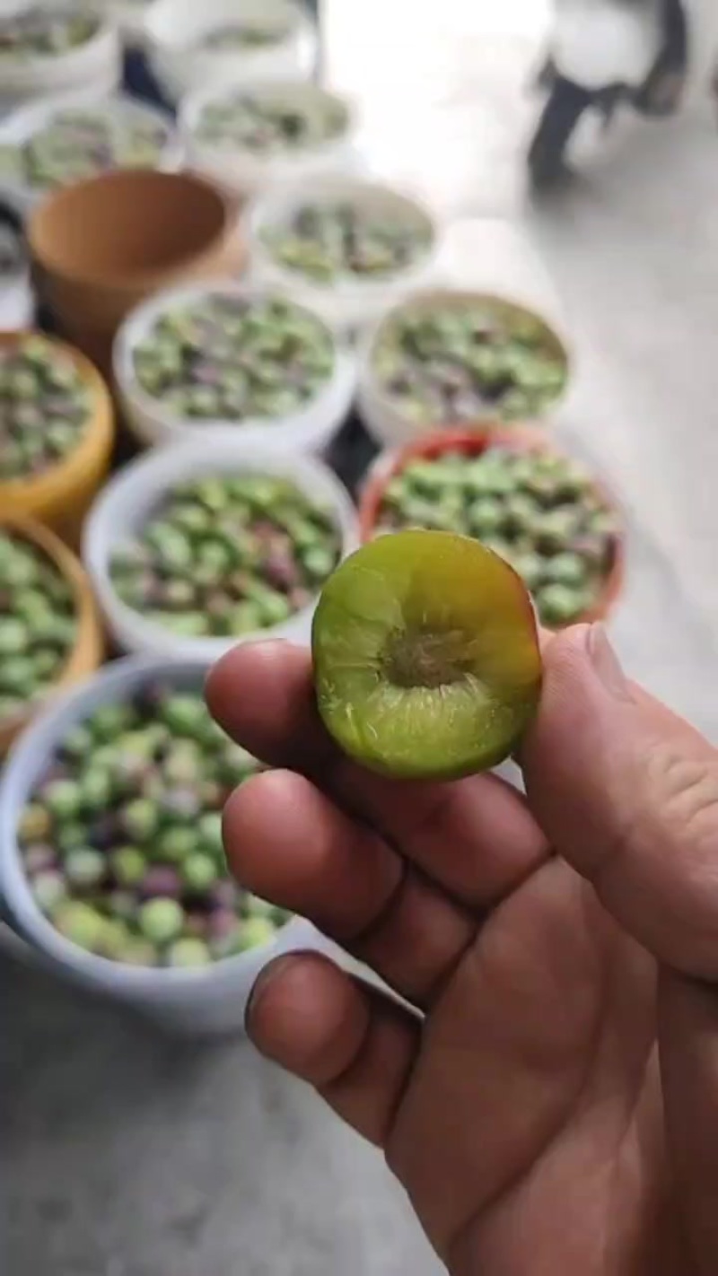 云南半边红上市了，欢迎各界批发商订购，本人专业半边红办