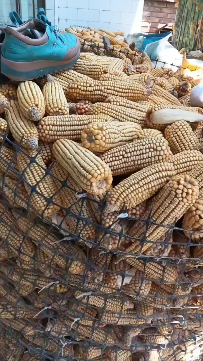 玉米