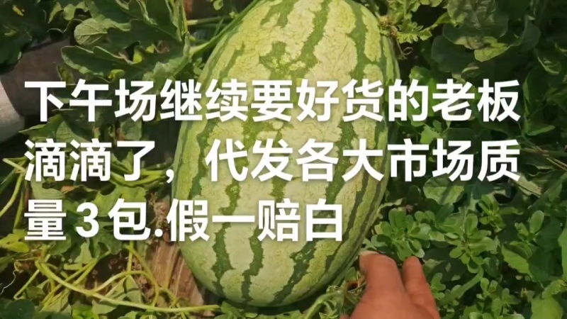 直播苗双红金城5，糖度12+熟读，口感，硬度杠杠滴