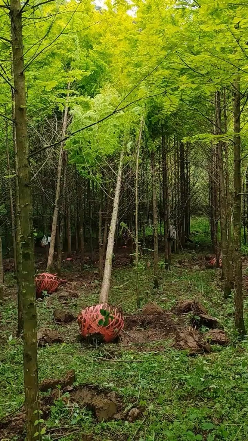 金叶水杉