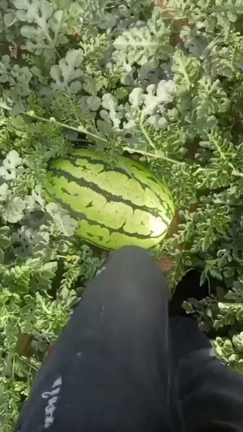 甘肃石头瓜陆续上市，需要的可以随时联系