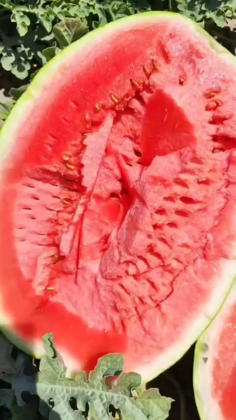 甘肃石头瓜陆续上市，需要的可以随时联系