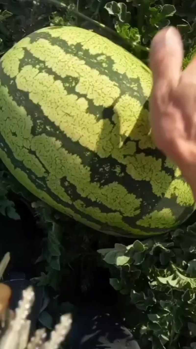 甘肃石头瓜陆续上市，需要的可以随时联系