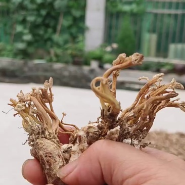 金蝉花，产地供货，干货，鲜货都有。