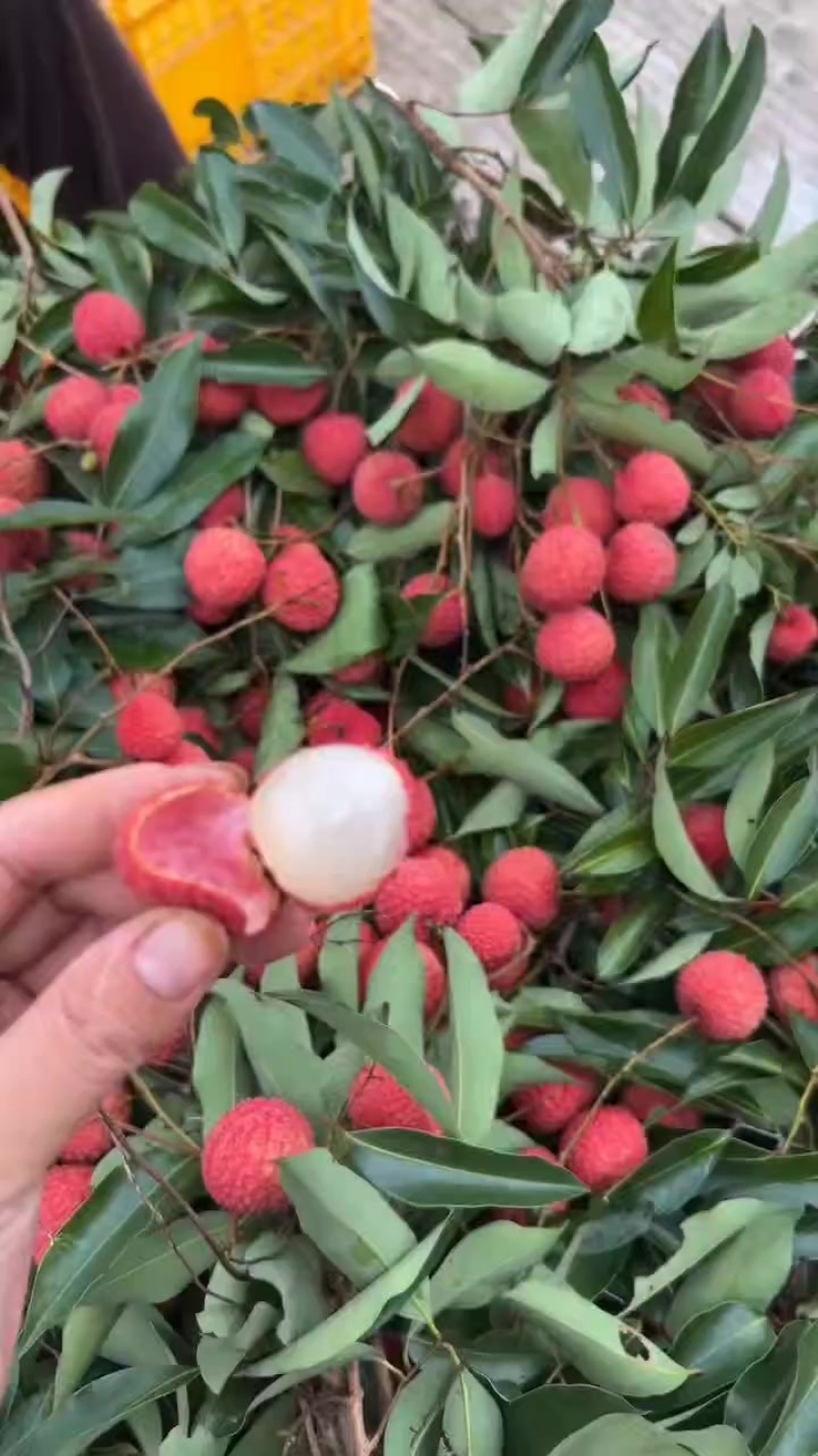 广西桂味荔枝