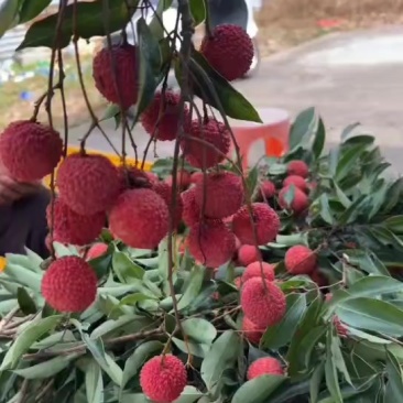 广西桂味荔枝