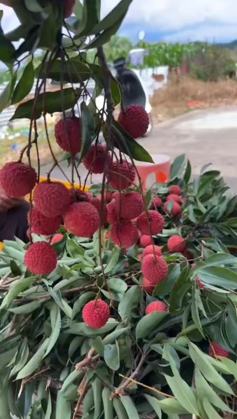 广西桂味荔枝