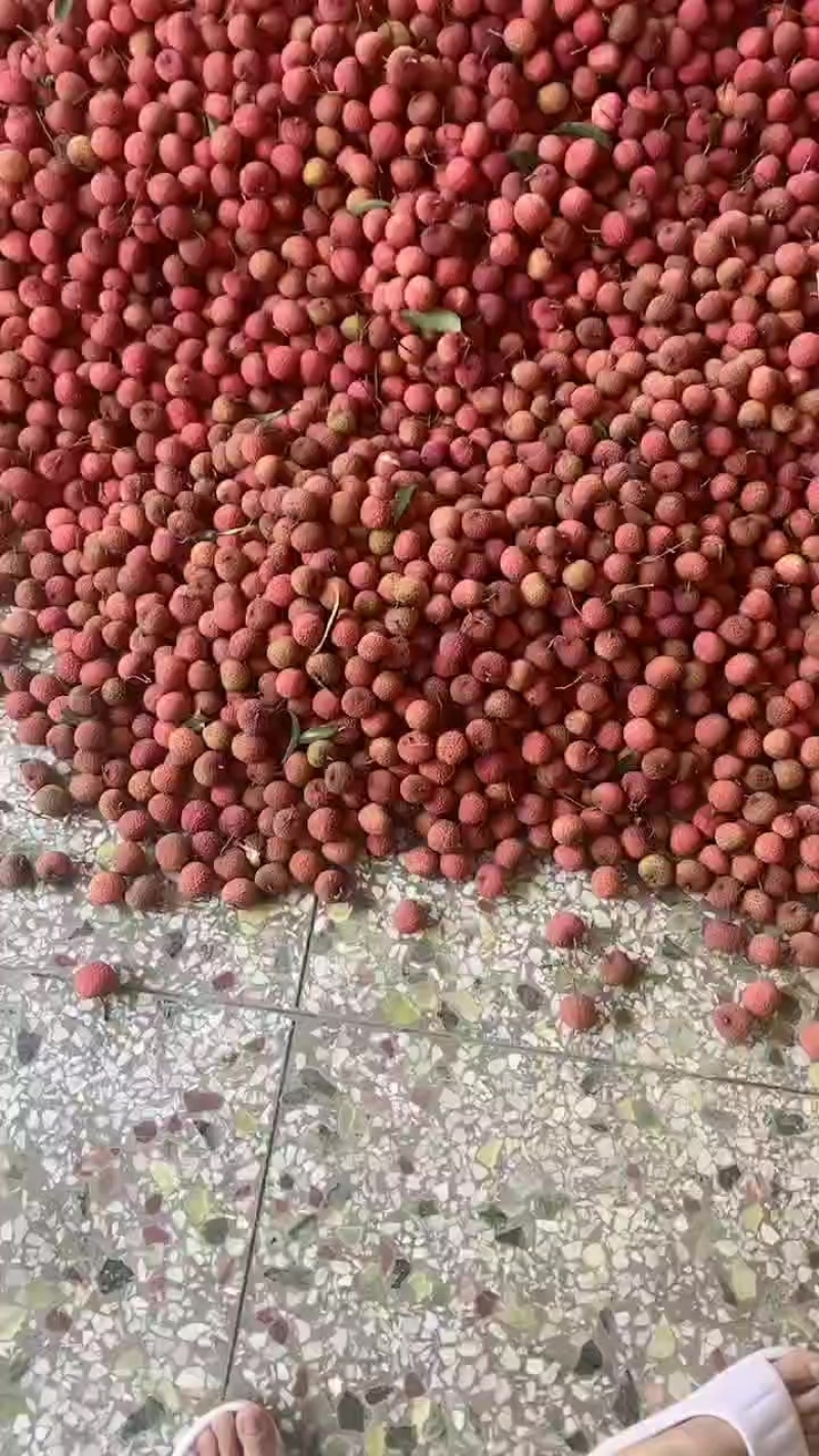 鸡嘴荔枝。