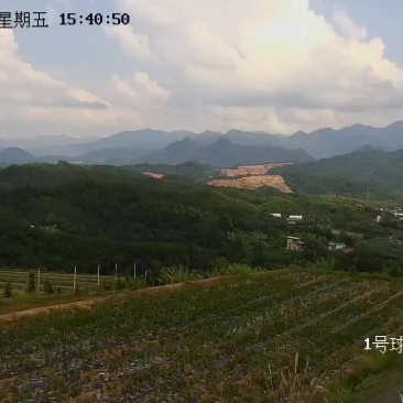 长台镇高山白辣椒