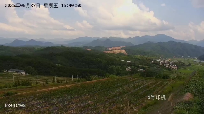 长台镇高山白辣椒