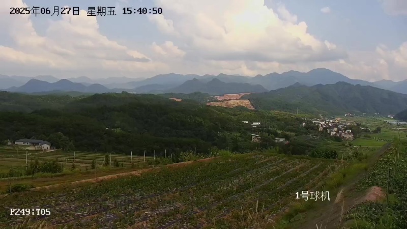 长台镇高山白辣椒