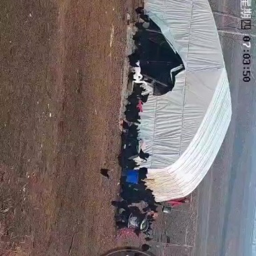 正宗吃粮食长大的乌鸡老母鸡