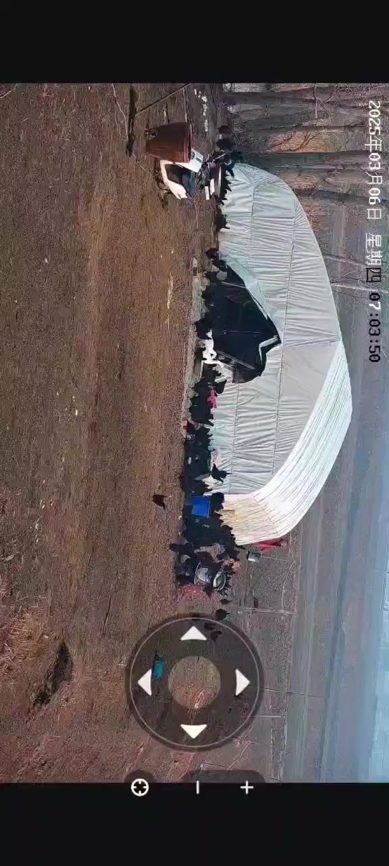 正宗吃粮食长大的乌鸡老母鸡