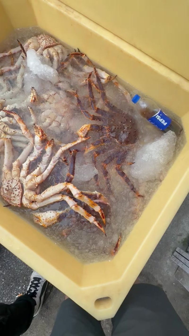 冰鲜帝王蚧