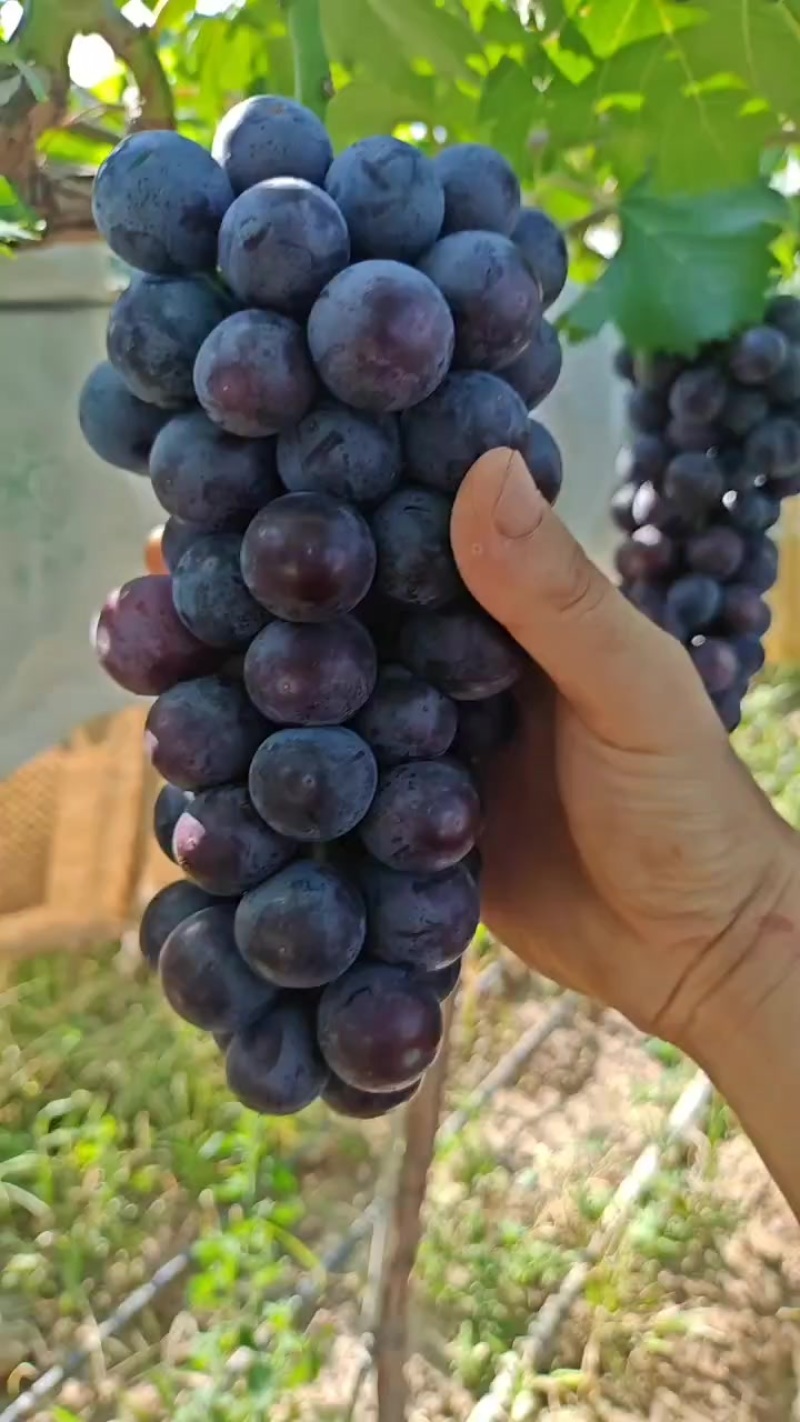 南太湖特早，