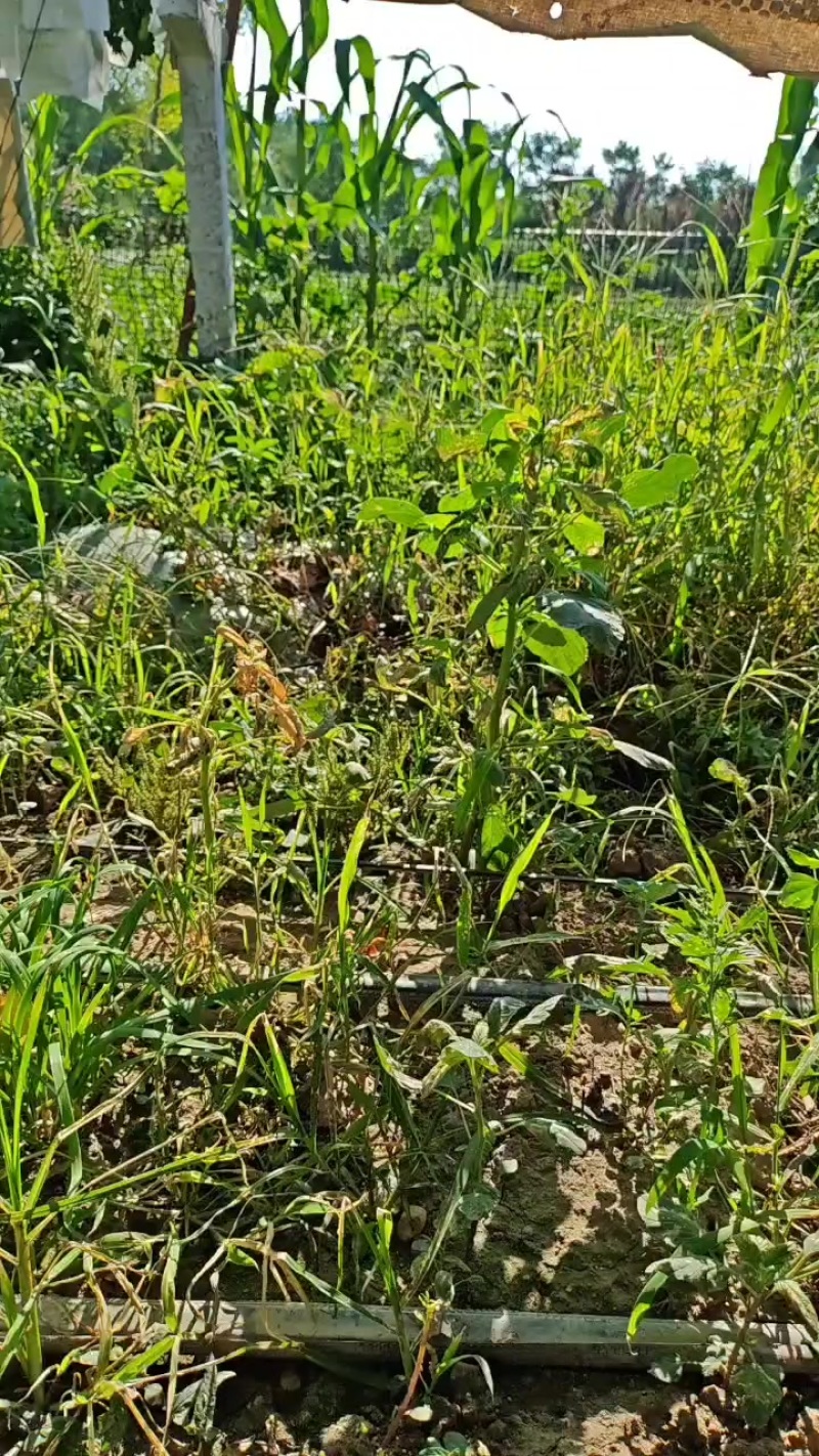 南太湖特早，