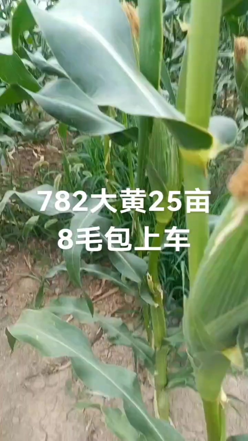 水果玉米，鲜食玉米