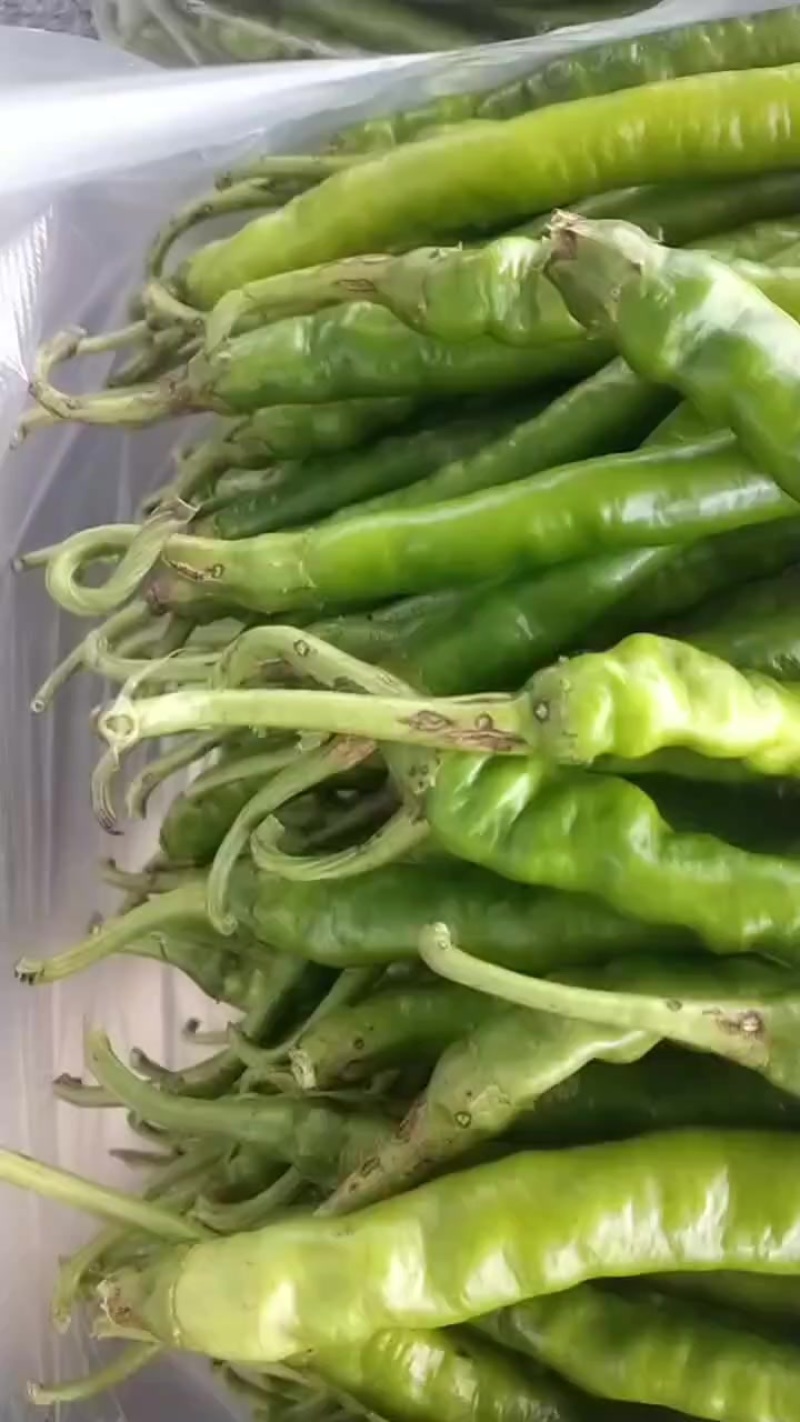 尖椒8号辣椒