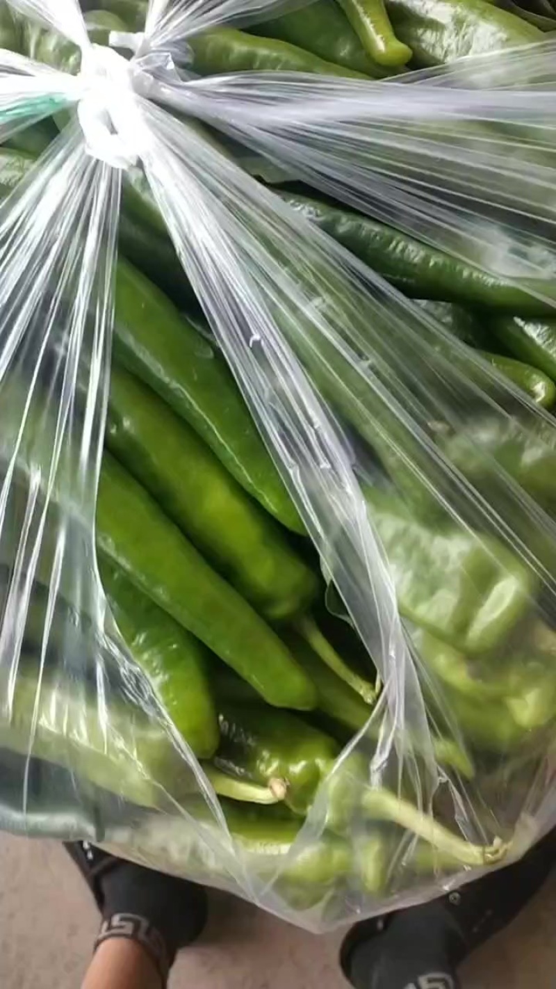 尖椒8号辣椒