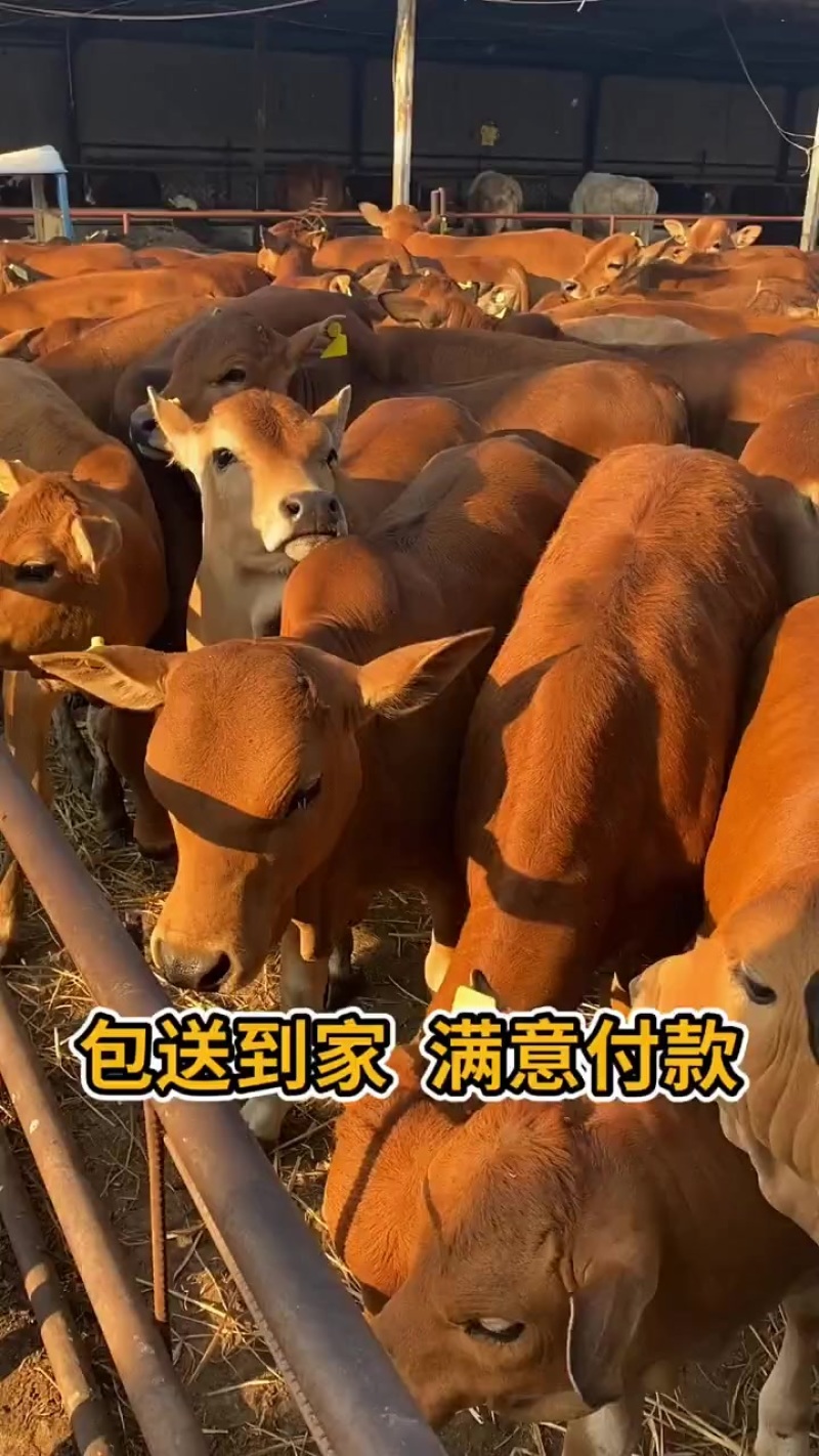 本地改良黄牛，可长1500斤，包送