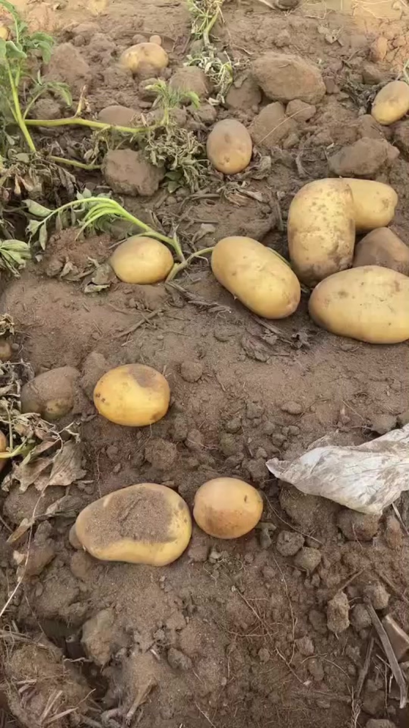 沙土沃土土豆