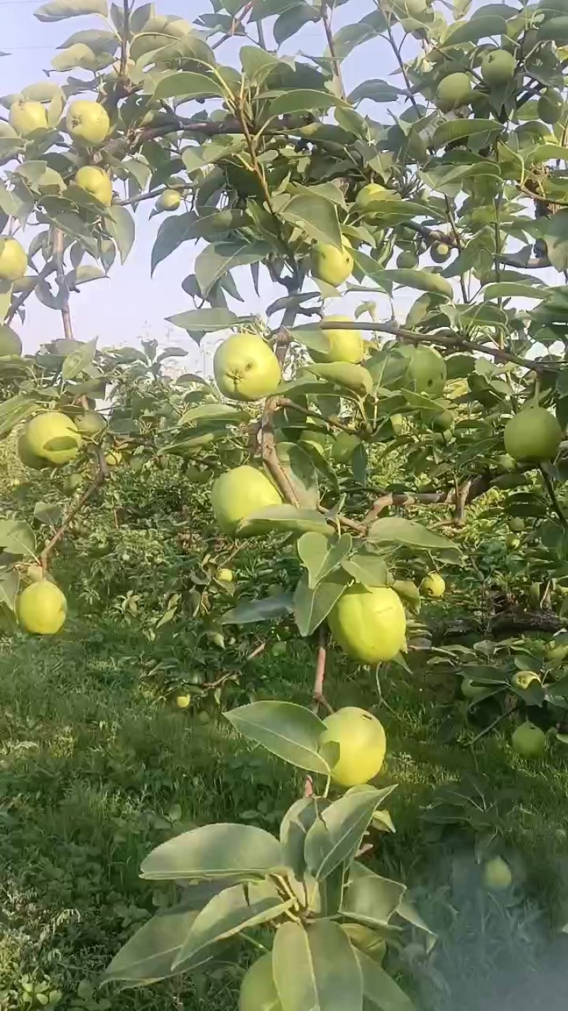 早酥梨，七号梨，黄冠梨，鸭梨上百万亩以上。