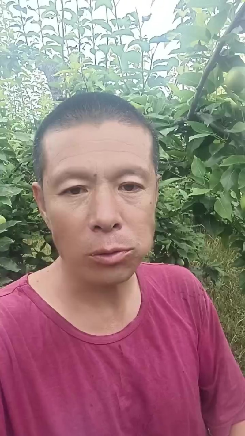 早酥梨，七号梨，黄冠梨，鸭梨上百万亩以上。