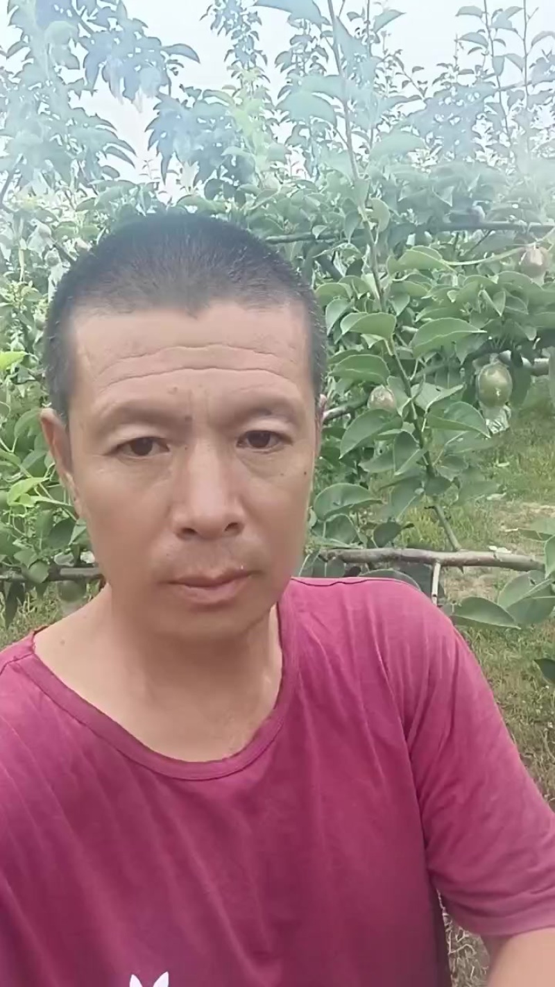 早酥梨，七号梨，黄冠梨，鸭梨上百万亩以上。