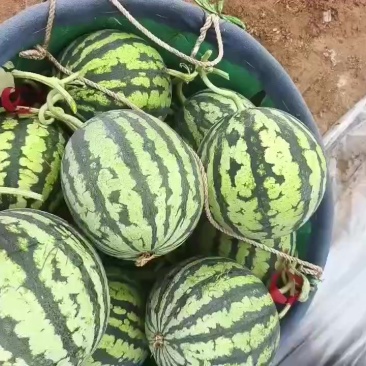 麒麟西瓜