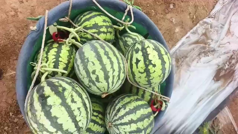 麒麟西瓜