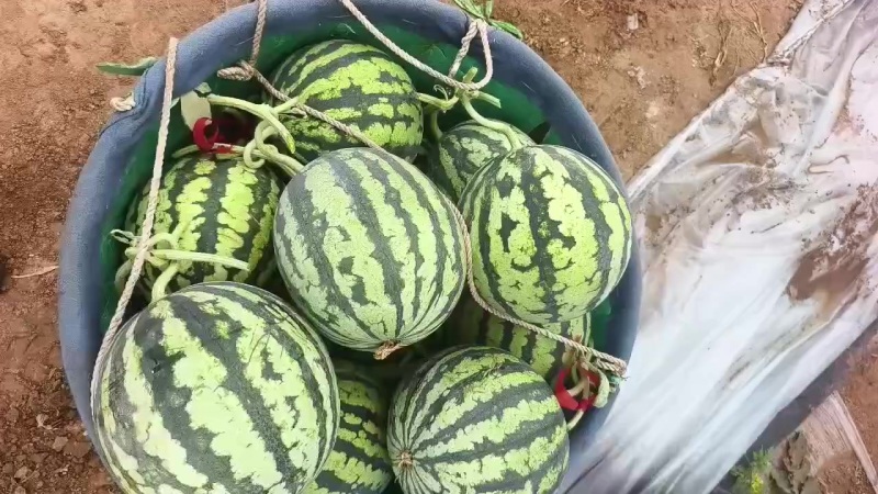 麒麟西瓜
